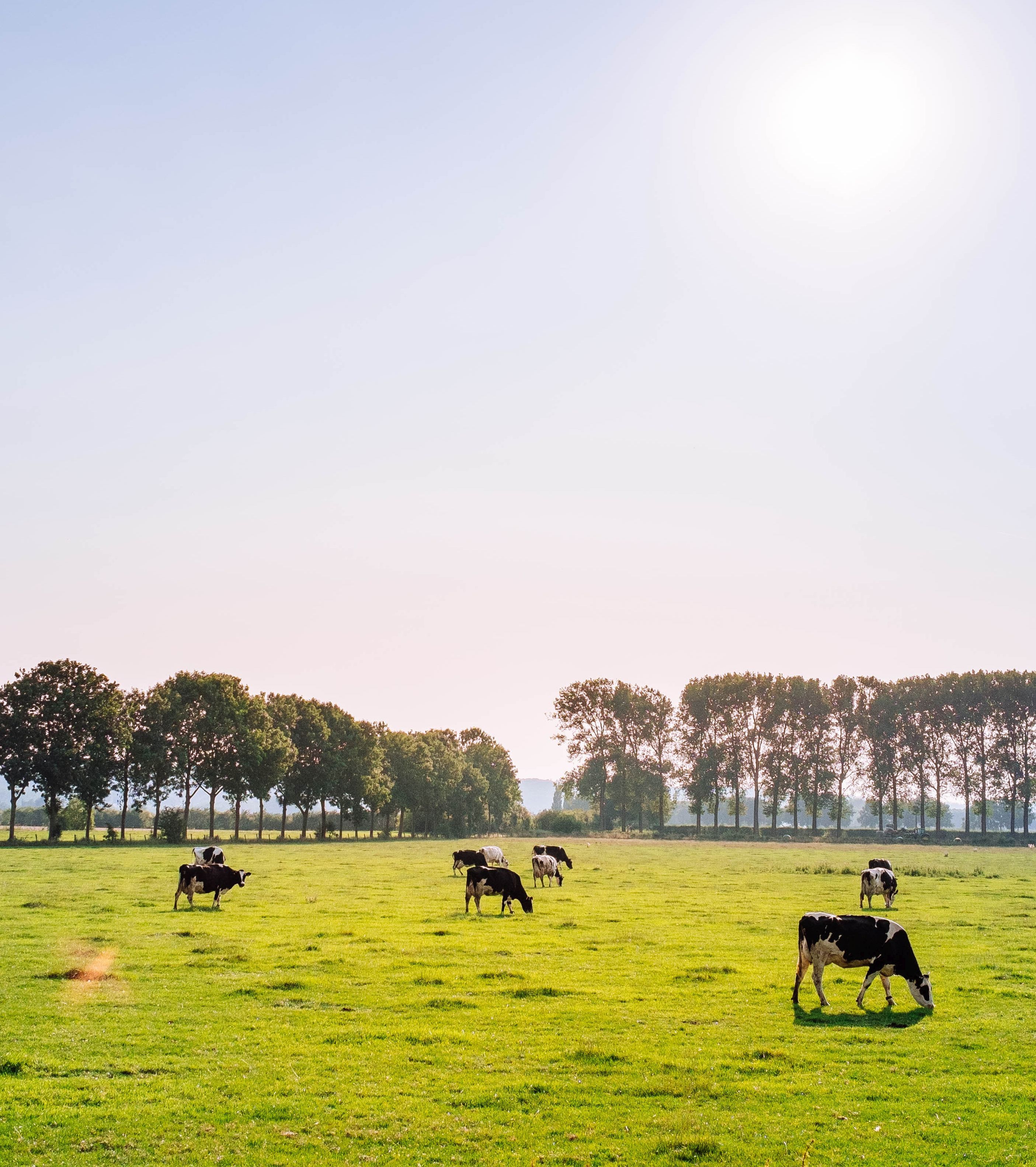 Kühe auf einer Weide als Symbol für Landwirtschaft und Tierhaltung