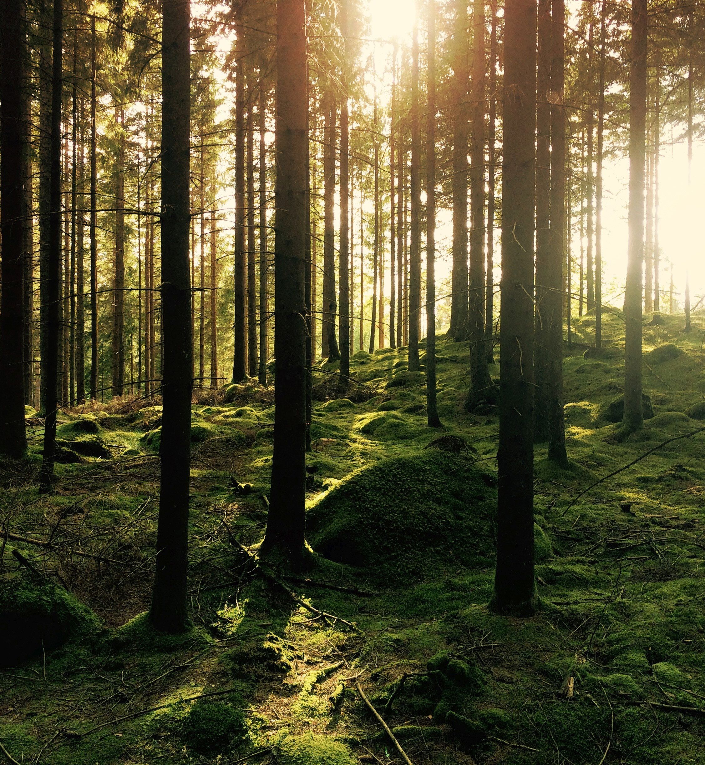 Sonnenlicht fällt durch einen Wald als Symbol für Umwelt und Natur